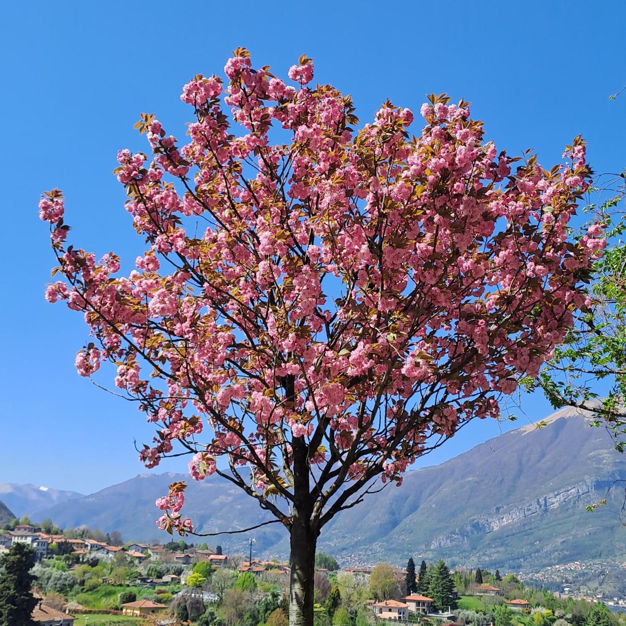Villa Primula Bellagio Esterno foto