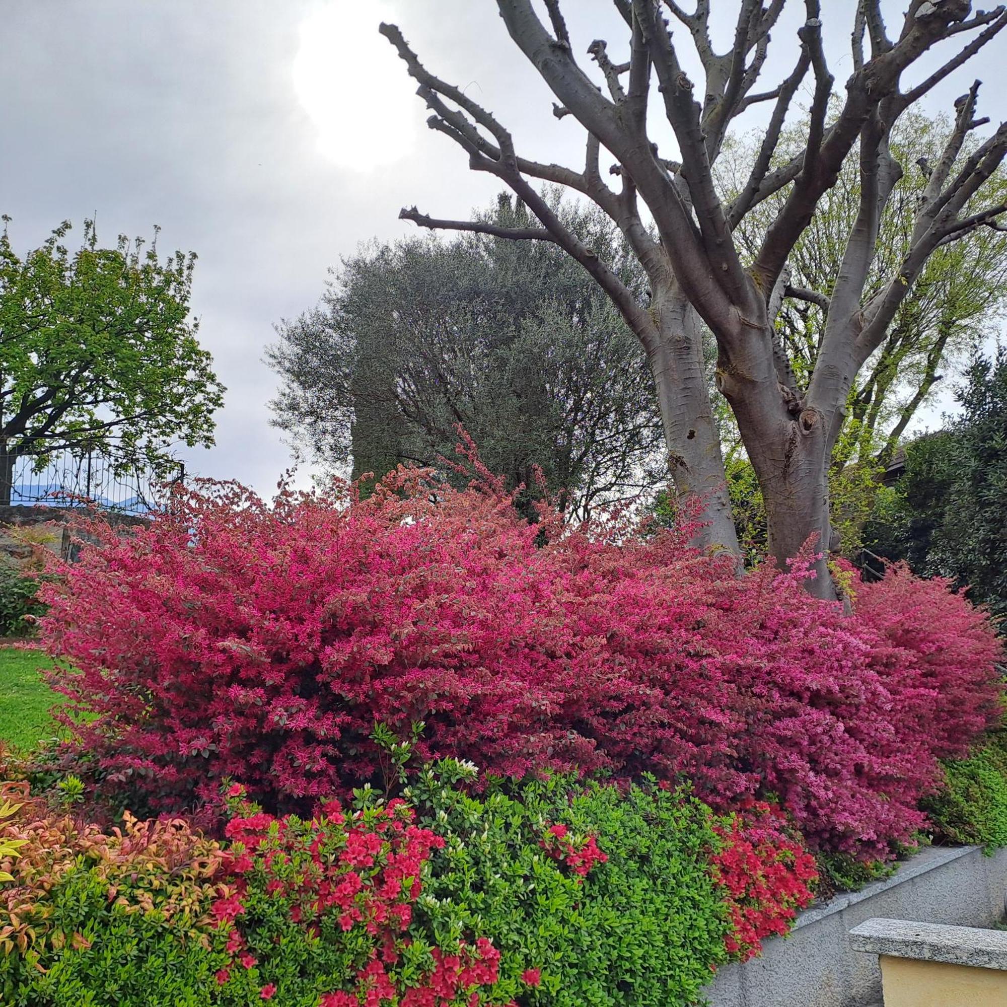 Villa Primula Bellagio Esterno foto